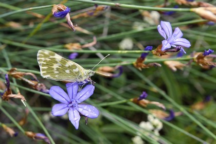 France, Var, Plan d'Aups Sainte Baume, Sainte-Baume Regional Nature Park, Sainte-Baume Massif, orange tip butterfly (Anthocharis cardamines) resting on a aphyllanthe de Montpellier (Aphyllanthes monspeliensis)