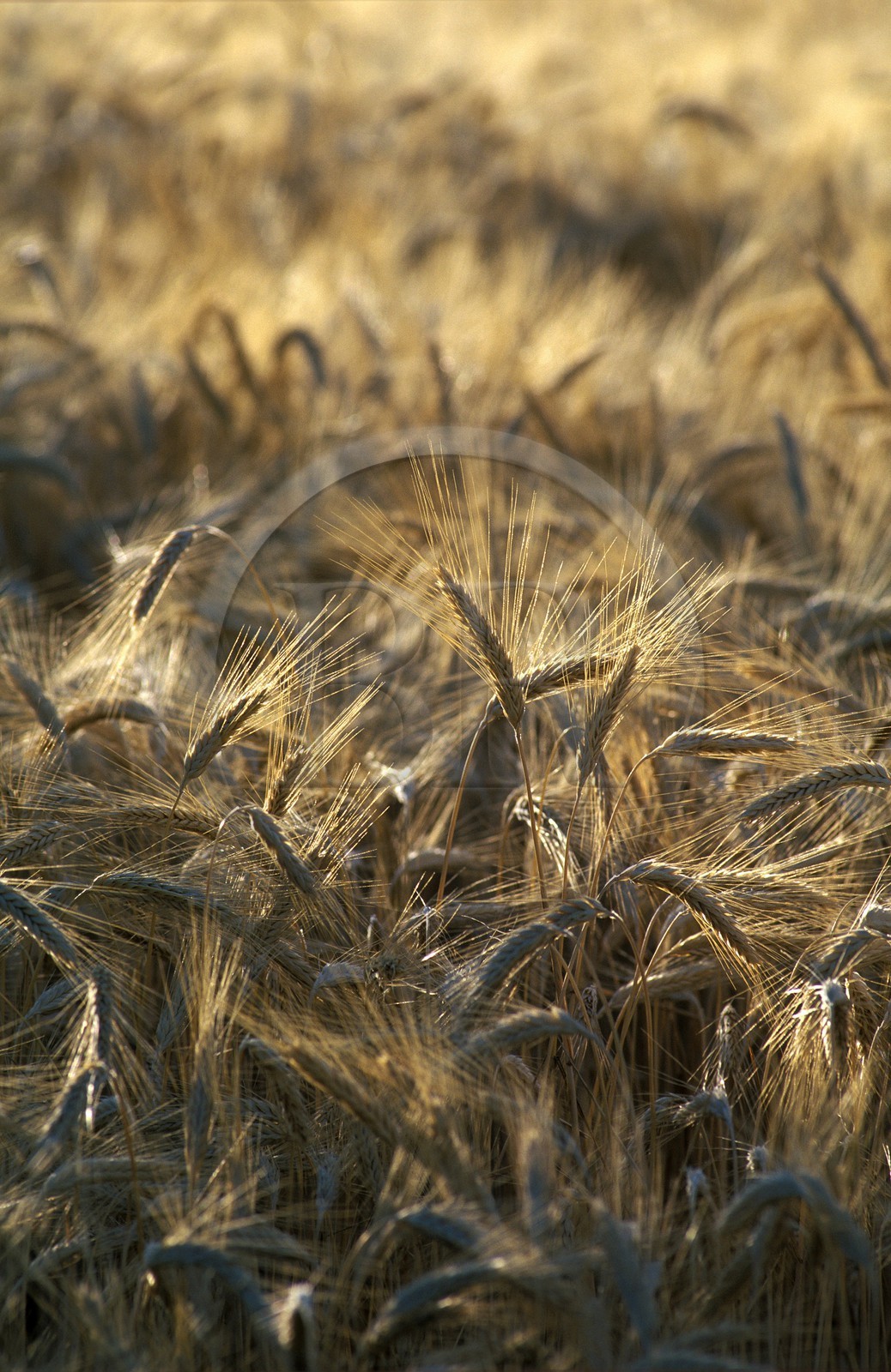 France, Hautes Alpes, ripening wheat in a field