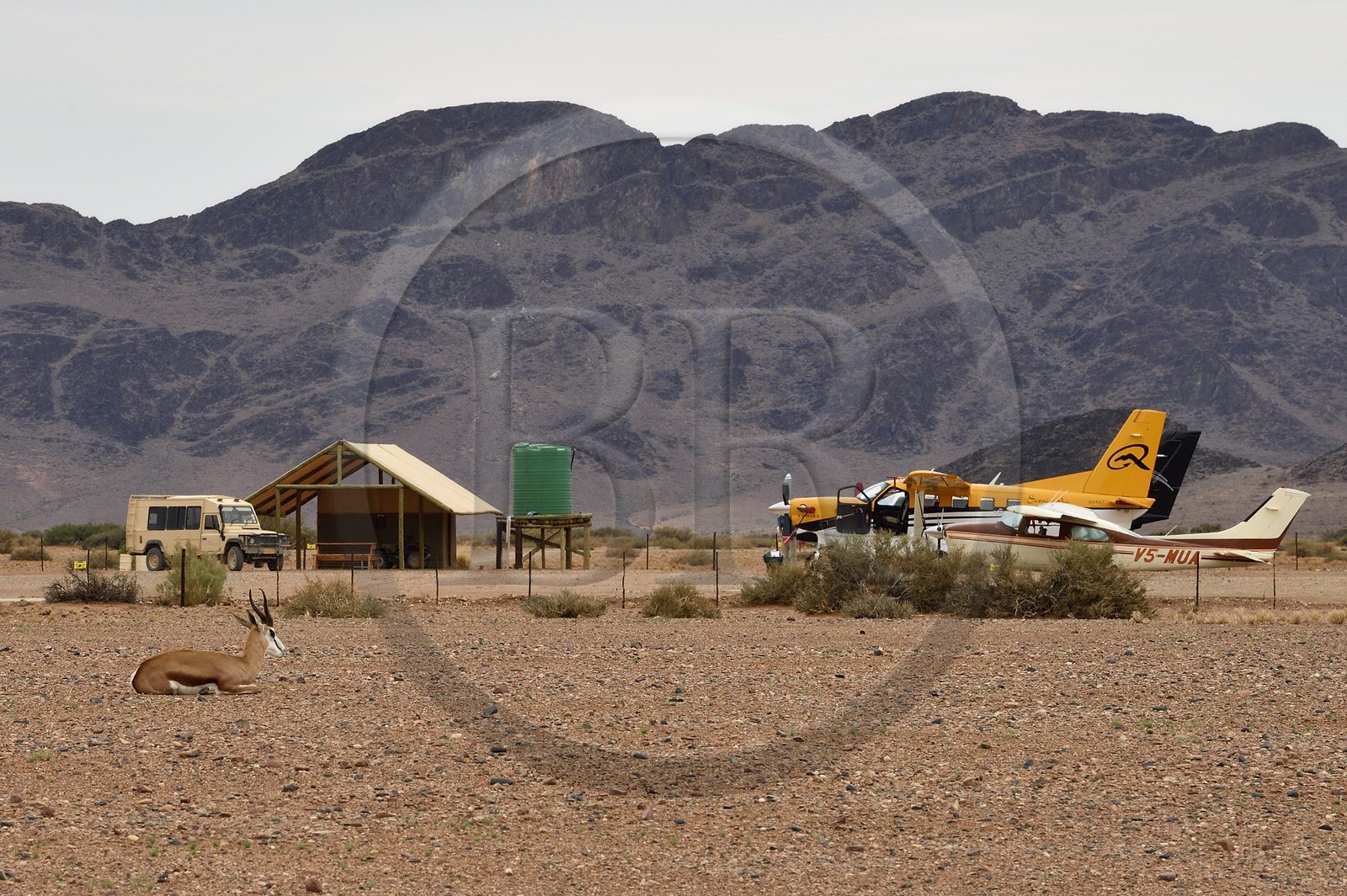 Namibie, région de Hardap, désert du Namib à l'Est du parc national Namib Naukluft vers Sossusvlei, petit aérodrome privé et springbok (antidorcas marsupalis)