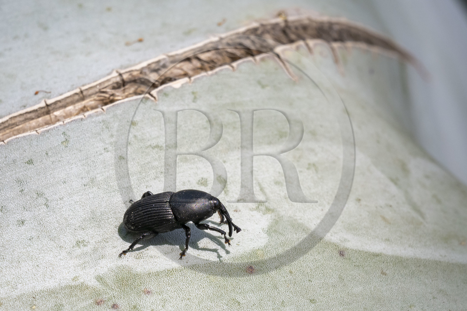 Italie, Ligurie, Province d'Imperia, Vintimille, Jardin botanique Hanbury, le charançon noir (Scyphophorus acupunctatus) qui s'attaque aux parties charnues de nombreuses plantes