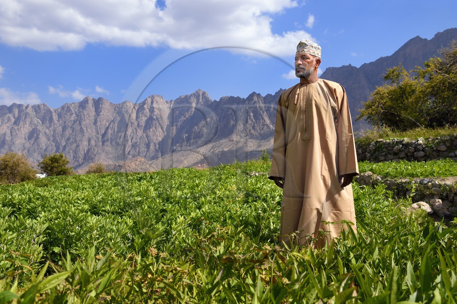 Sultanat d'Oman, Gouvernorat d'Al-Batina du Sud, Hajar occidental, Wadi Mistall, village de Wakan (Wukan), homme en habit traditionnel dans les cultures en terrasse qui dominent le village, champs de fèves et lentilles