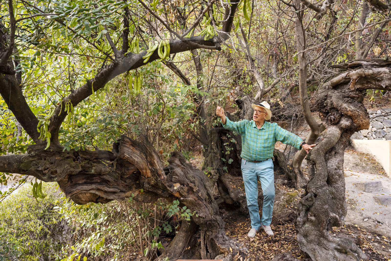 France, Alpes-Maritimes (06), Menton, Domaine des Colombieres, l'actuel propriétaire Michael Likierman dans le jardin du domaine des Colombières à côté d'un caroubier très vieux