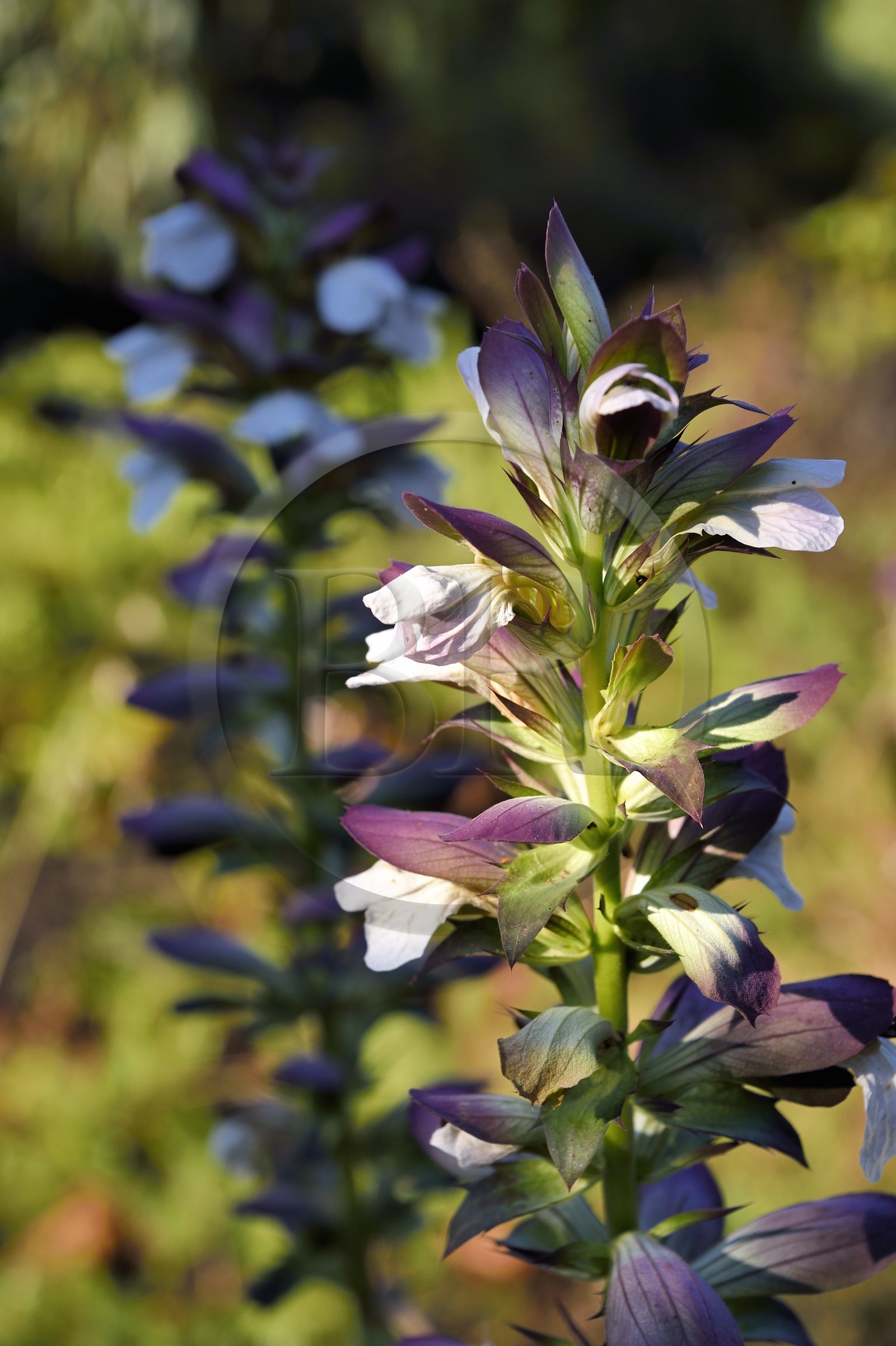 France, Var (83), Rayol-Canadel-sur-Mer, Domaine du Rayol, propriété du conservatoire du littoral mention obligatoire, le jardin des Méditerranées conçu par le paysagiste Gilles Clément, Acanthes