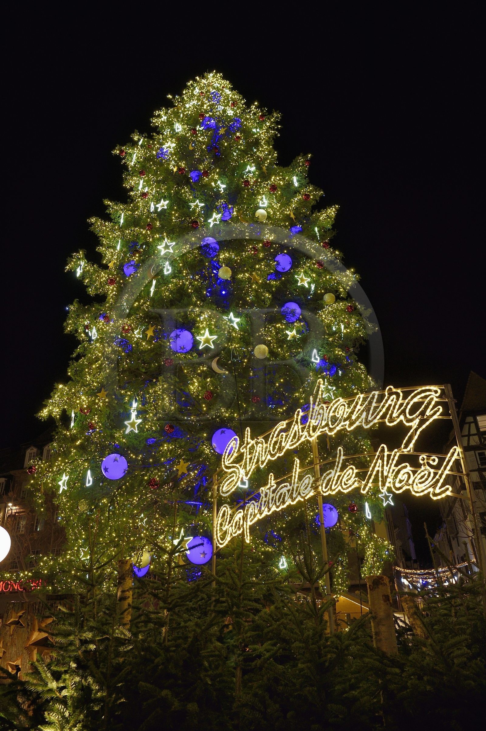 France, Bas-Rhin (67), Strasbourg, vieille ville classée au Patrimoine Mondial de l’UNESCO, le Grand Sapin de Noël de la place Kléber