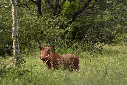 Namibia, Otjiwarongo, around the Cheetah Conservation Fund, phacochoerus also known as warthog (Phacochoerus africanus)