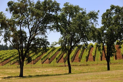 Etats-Unis, Californie, Sonoma County, le vignoble de la propriété Arista