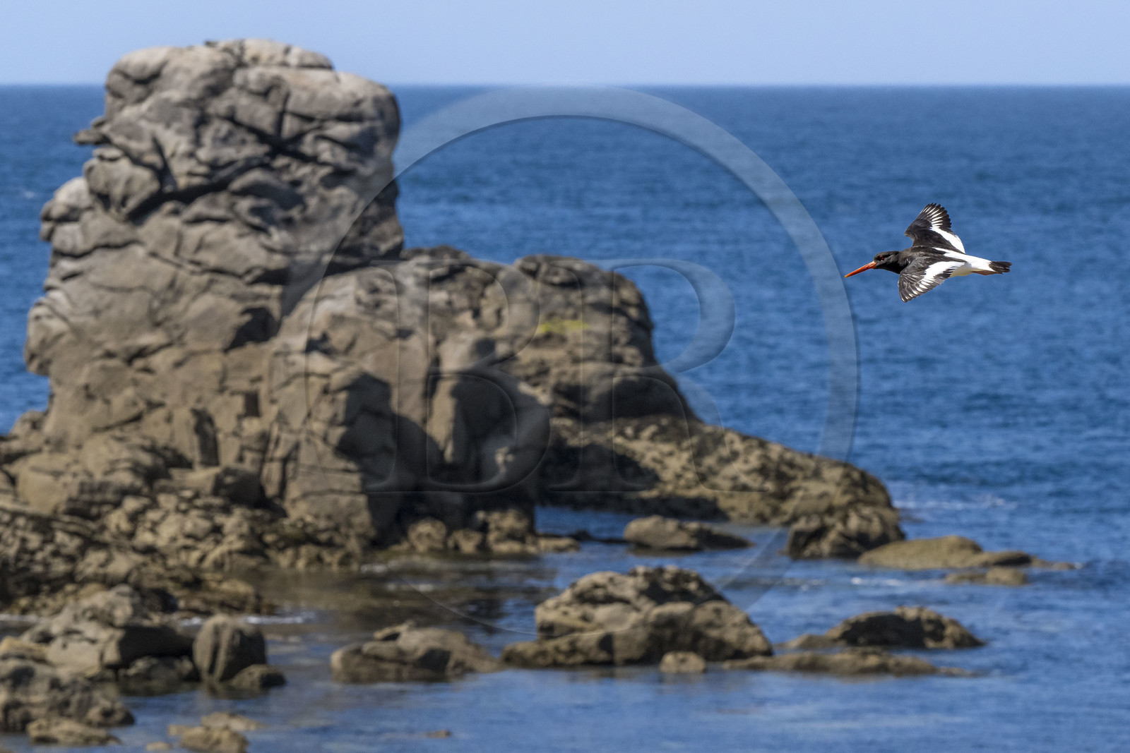 France, Finistère (29), Pays des Abers, Ile Vierge dans l'archipel de Lilia, huitrier pie (Haematopus ostralegus)