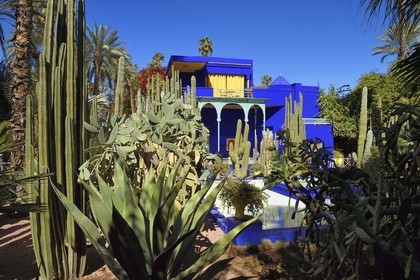 Morocco, High Atlas, Marrakech, Imperial city, Gueliz district, Majorelle Garden founded in 1931 by the French painter Jacques Majorelle in 1980 and bought by Yves Saint Laurent and Pierre Berge