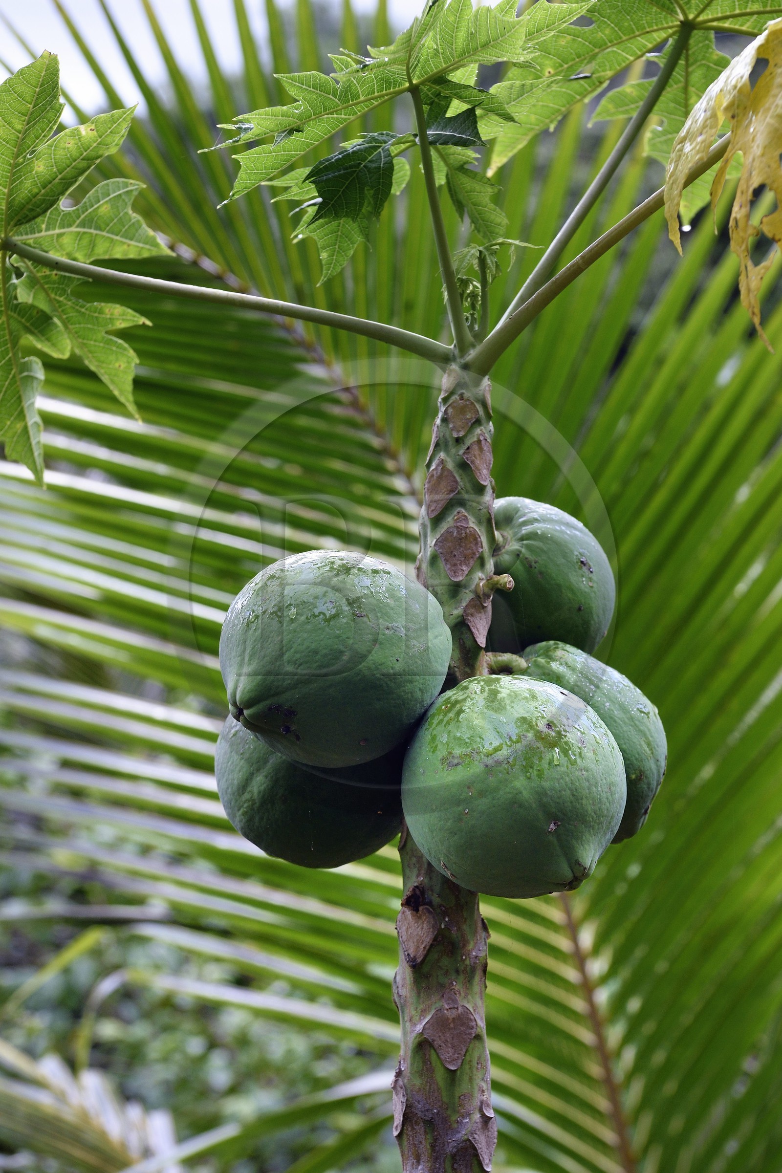 France, Ile de Mayotte, Grande-Terre, Miréréni, réserve forestière de Combani, papaye