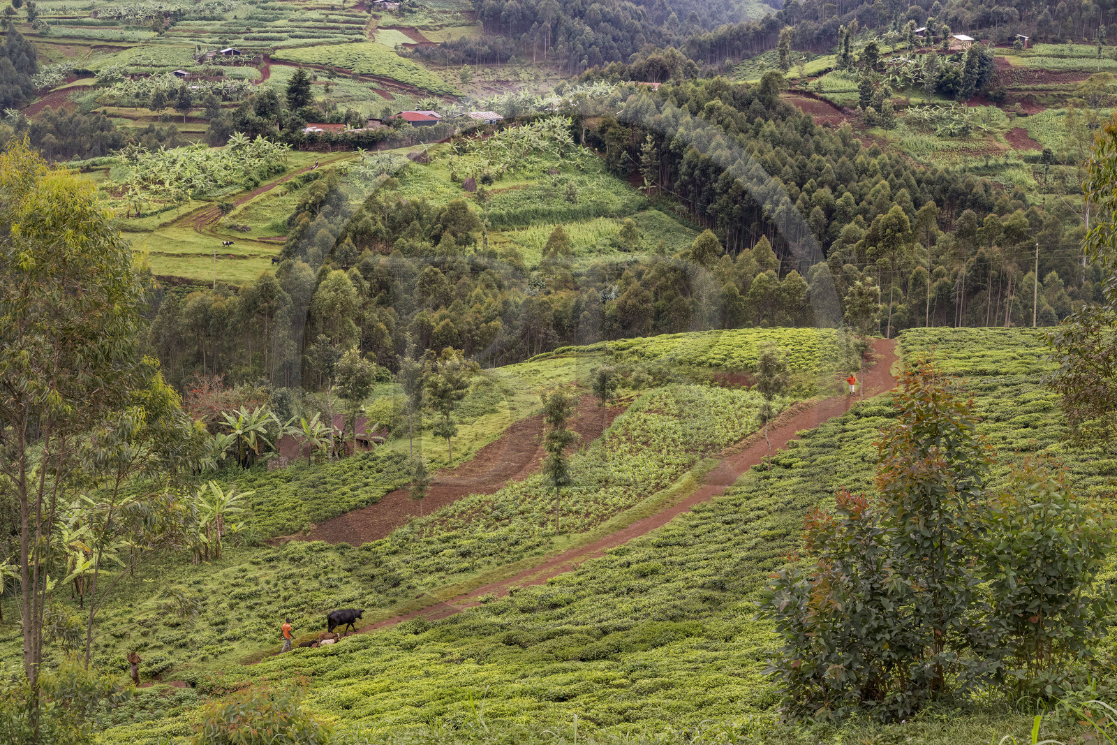 Rwanda, Western Province, Nyakabuye, a hill typical of this region with a mixture of crops including tea and banana, agricultural areas interspersed with eucalyptus forests, with scattered habitat and meadows for livestock