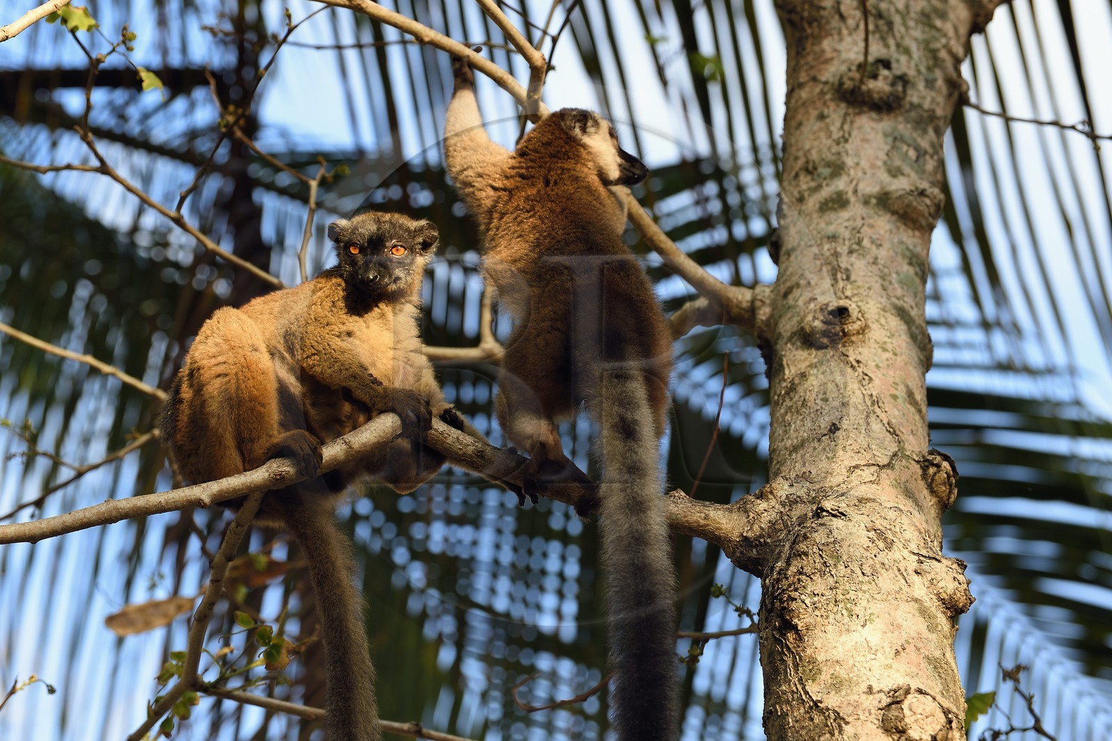 France, Ile de Mayotte, Grande-Terre, Kani-Keli, le Jardin Maoré à la plage de N’Gouja, Lémur fauve (Eulemur fulvus mayottensis) appelé aussi maki