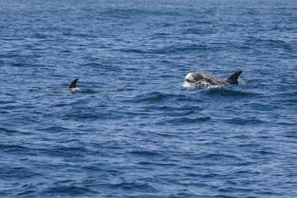 Etats-Unis, Californie, Monterey Bay, dauphins Grampus ou Risso's Dolphin (Grampus griseus)