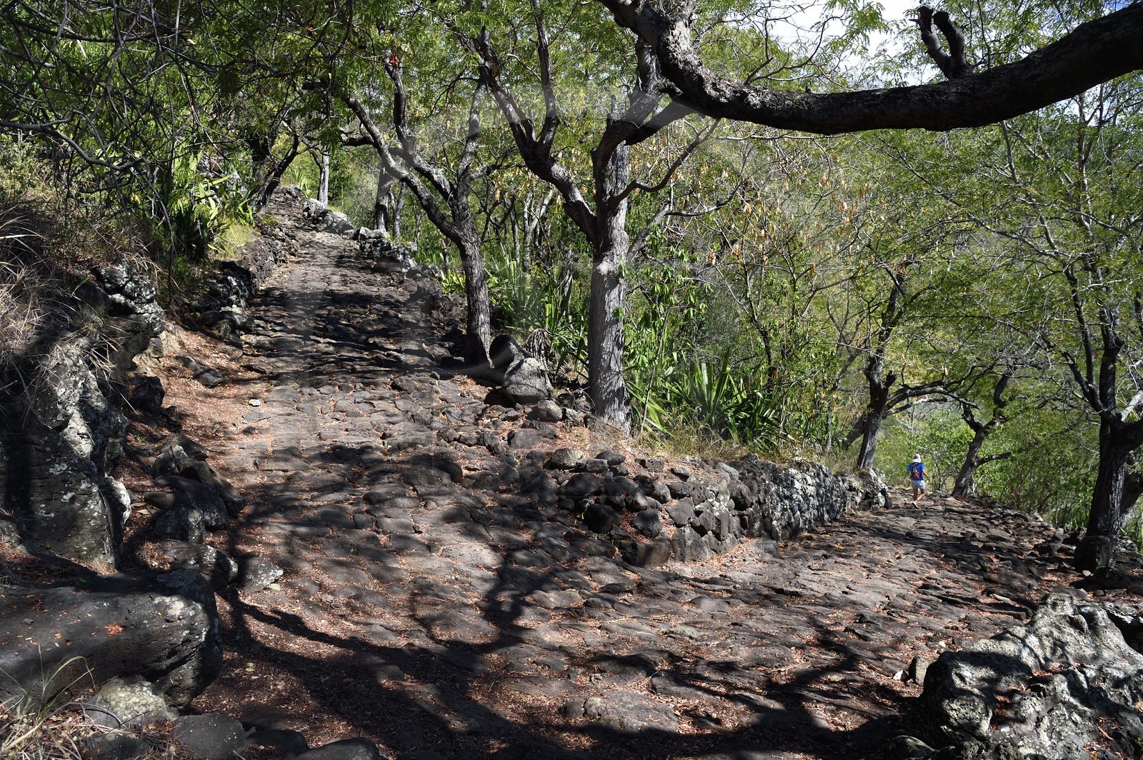France, Ile de la Reunion, La Possession, ravine de la Grande Chaloupe, le chemin Crémont aussi appelé chemin des Anglais, ancienne route pavé de basalte depuis 1775 qui longe le bord de la falaise de la cote nord-ouest devenu sentier de randonnée