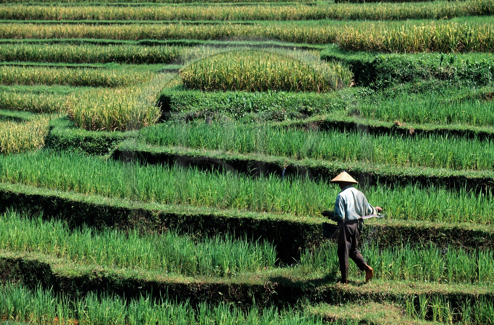 Indonésie, île de Bali, rizières (riz avant la récolte) dans la région d'Antosari