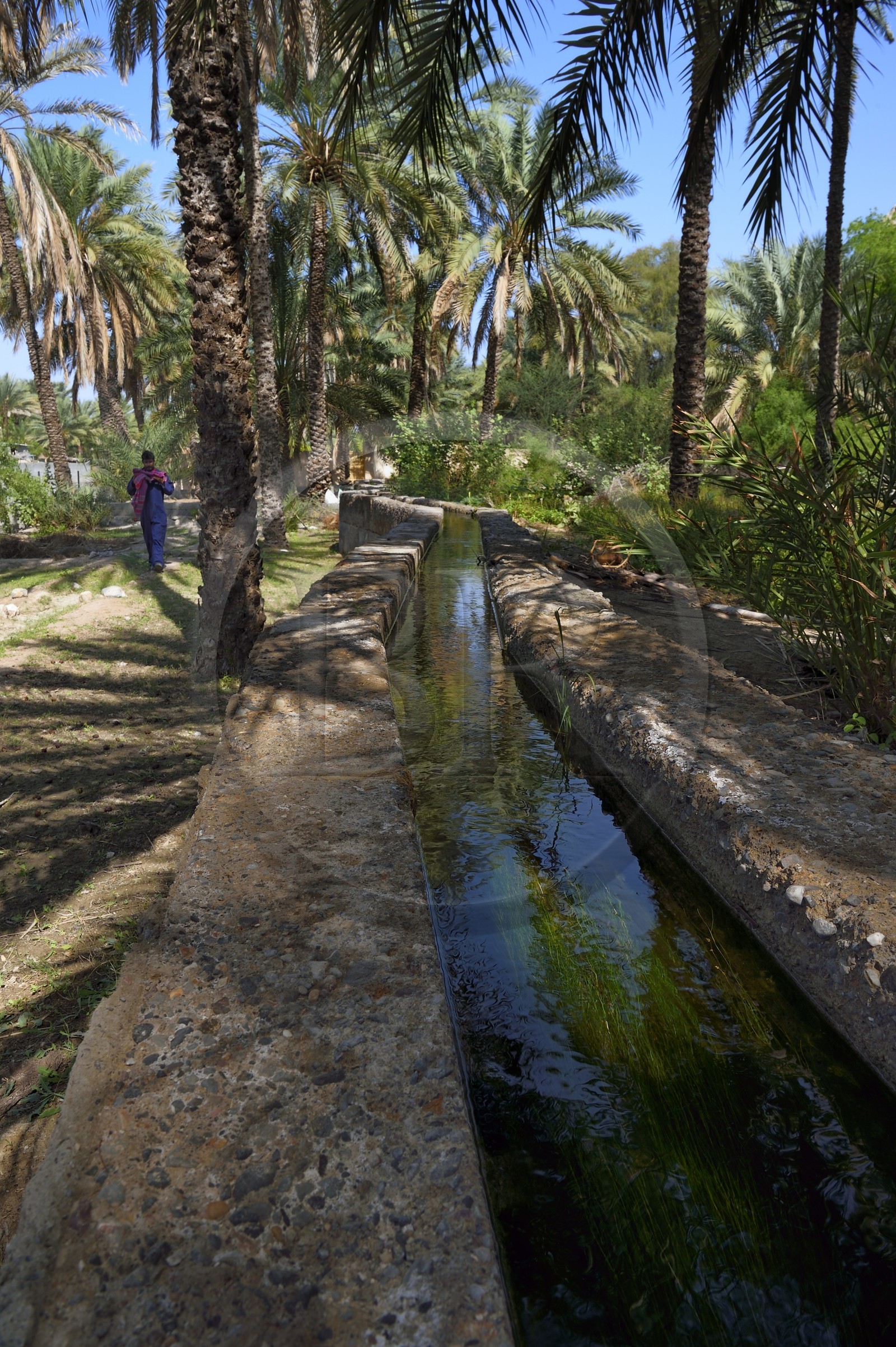 Sultanat d'Oman, gouvernorat de Al-Batina, Nakhal, canaux d'irrigation dans la palmeraie