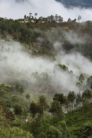 Sri Lanka, Province d'Uva, Haputale, plantation de thé et maisons des ouvriers de ces plantations sur les collinnes au sud