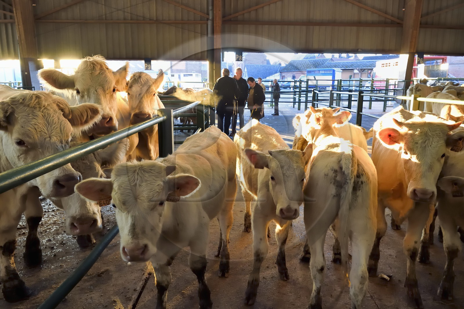 France, Seine-Maritime (76), Forges-les-eaux, marché couvert aux bestiaux, les négociations entre acheteurs et vendeurs se font de gré à gré