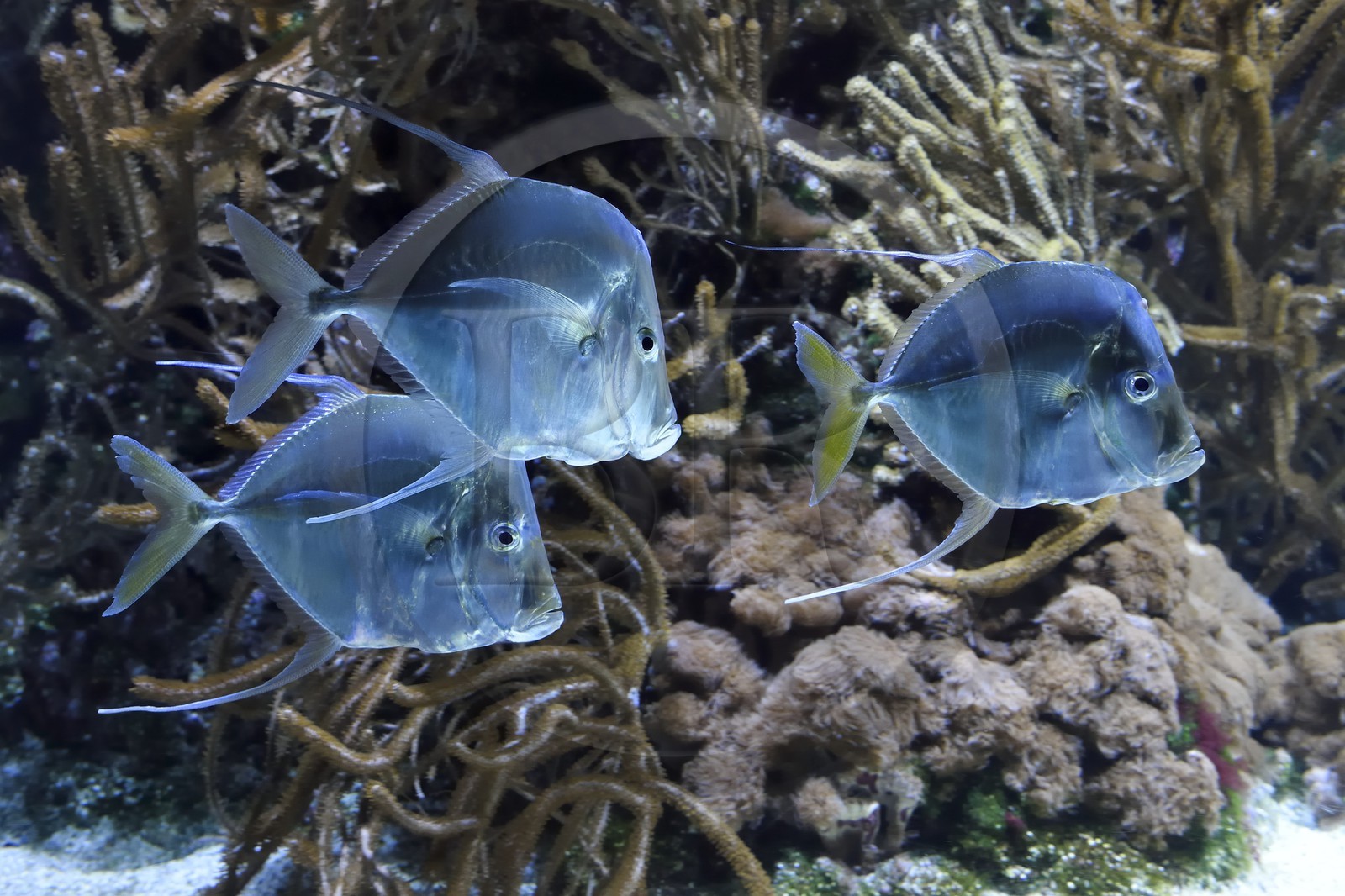 France, Charente-Maritime (17), La Rochelle, Aquarium La Rochelle, Mention obligatoire, poisson lune (Selene vomer)
