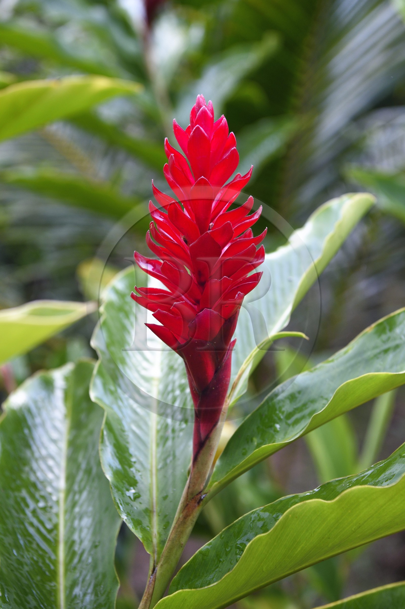 France, Mayotte island (French overseas department), Grande-Terre, Miréréni, Combani forest reserve, ginger flower