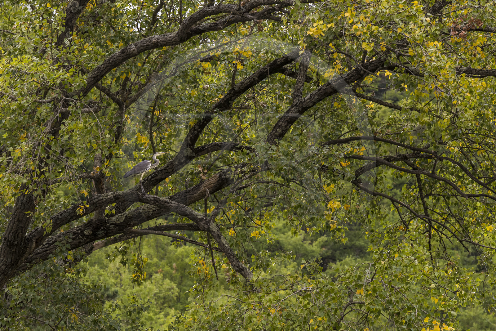 France, Aveyron, Grands Causses regional natural park, Millau, banks of the Tarn river, gray heron (Ardea cinerea) perched in a tree