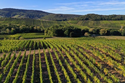 France, Bas-Rhin (67), Route des vins d'Alsace, Nothalten, vignoble du grand cru Muenchberg (vue a