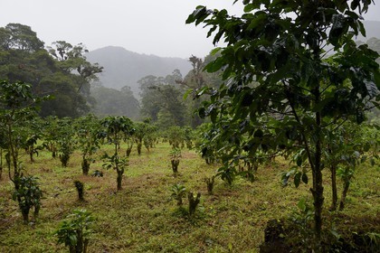 Panama, province de Chiriqui, Boquete, plantation de café Finca Lerida sur les pentes du volcan Baru