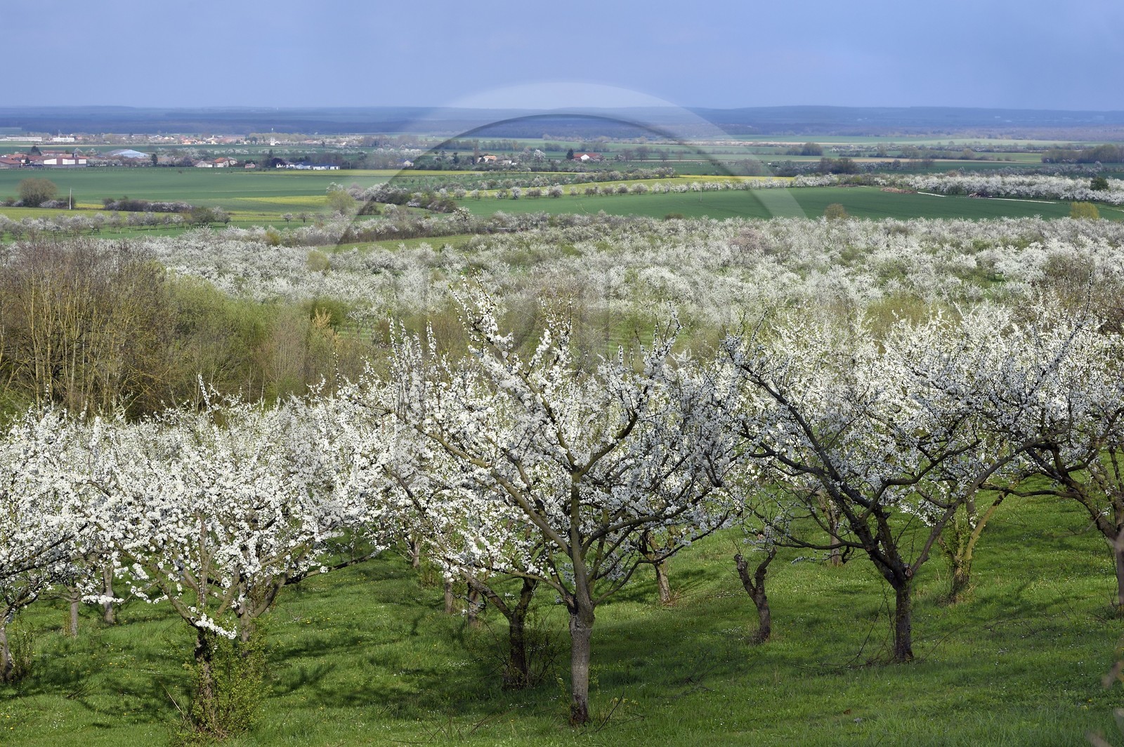 France, Meuse (55), Parc régional de Lorraine, Cotes de Meuse, Saint-Maurice-sous-les-Cotes, mirabelliers en fleur