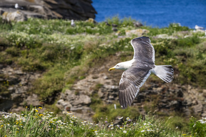 France, Finistère (29), Pays des Abers, Ile Vierge dans l'archipel de Lilia, goéland