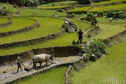 Vietnam, province de Lao Cai, région de Sapa, paysan de la minorité Hmong Noir labourant une rizière en terrasses avec un buffle