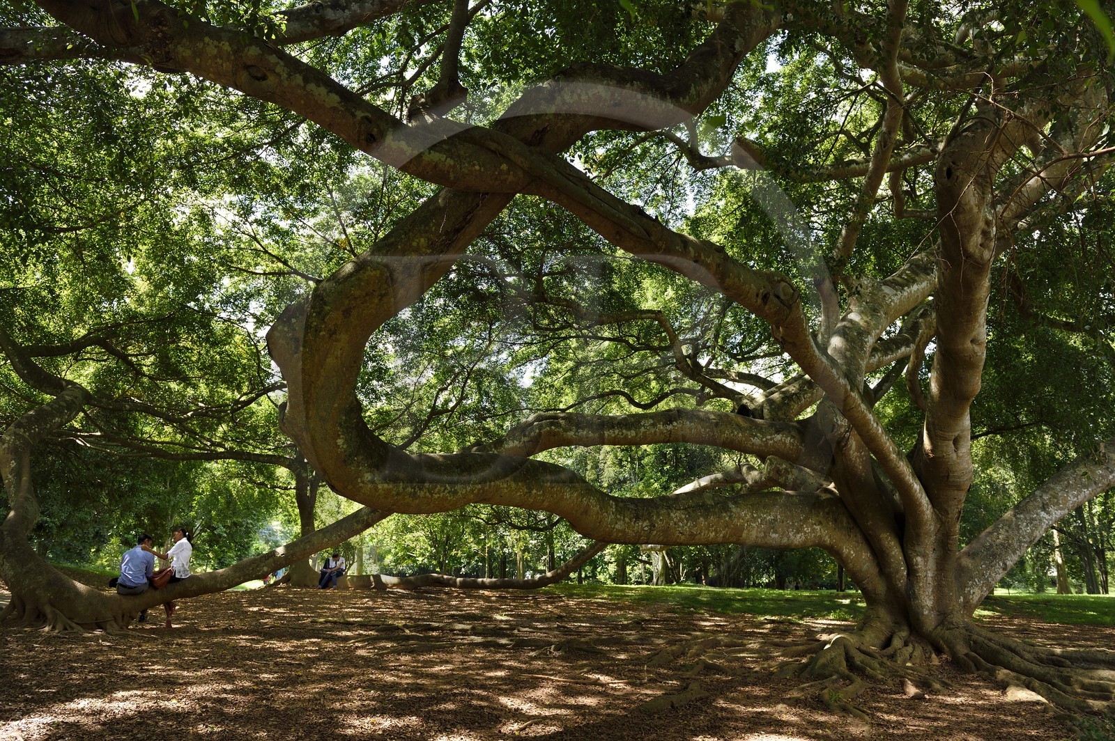 Sri Lanka, center province, Kandy, Peradeniya Botanical Garden, loving couples and ficus benjamina (moraceae)