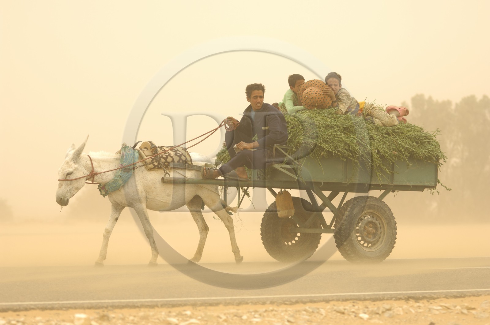 Egypte, désert libyque, oasis de Dakhla, chariot lors du vent de sable (khamsin)