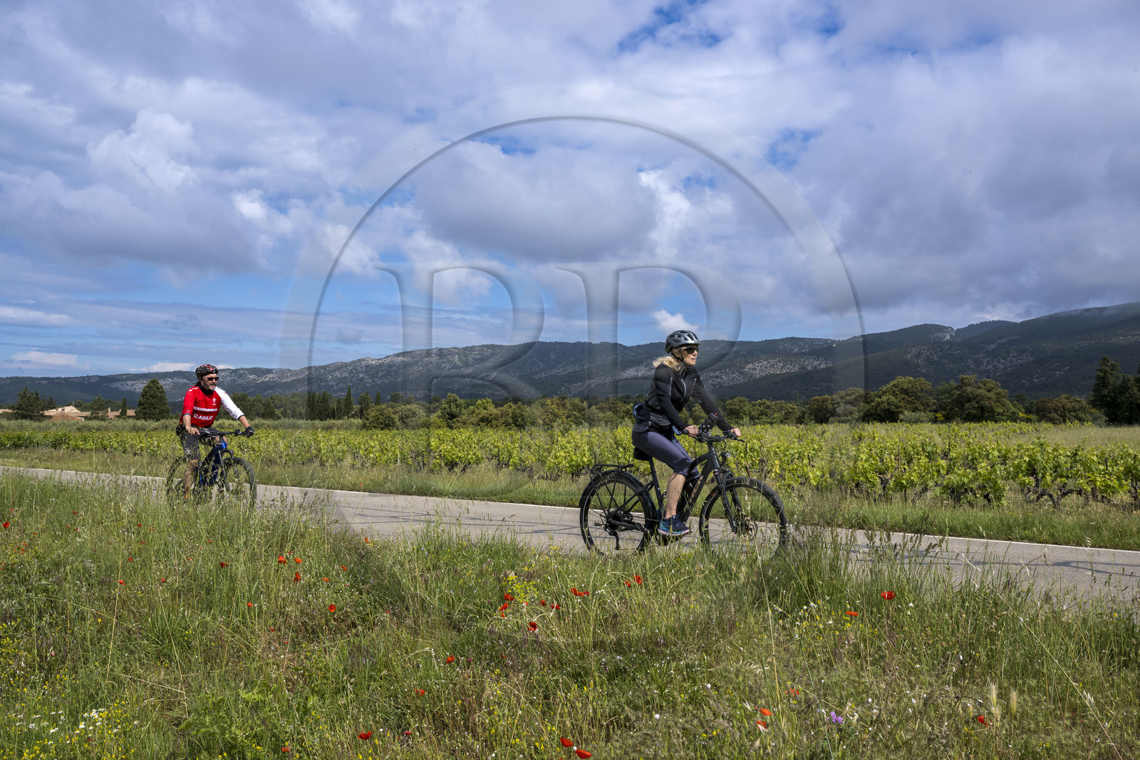 France, Vaucluse (84), Parc Naturel Régional du Mont Ventoux, vignoble de Bedoin, ascension à vélo du Mont Ventoux par la route D974 sur le versant sud