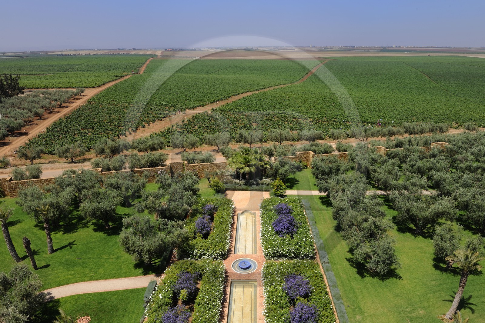 Maroc, région de Meknès, Boufakrane, Les Celliers de Meknès exploitent près de 2000 hectares de vigne