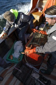 Sweden, Västra Götaland, Koster Islands, out to sea to retrieve lobster traps, crab is often found in the lockers