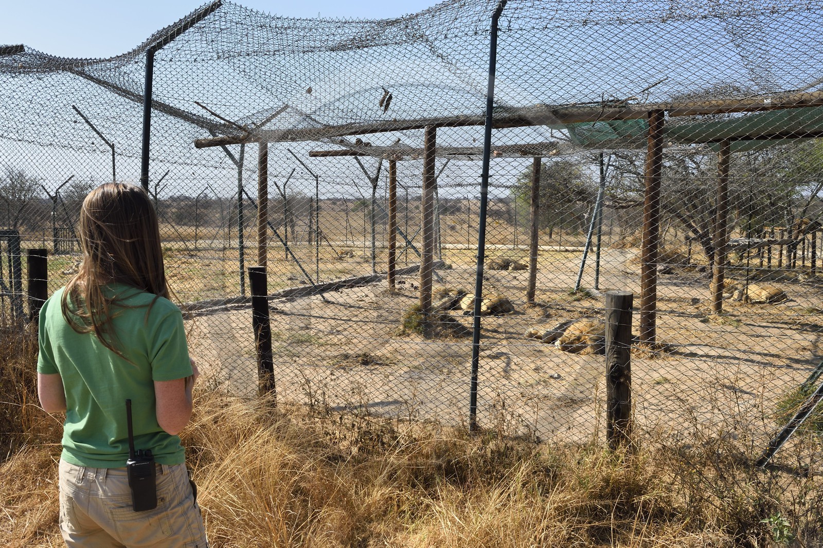 Zimbabwe, province des Midlands, Gweru, Antelope Park qui abrite ALERT (African Lion and Environmental Research Trust), enclos des lions qui ne pourront être relachés à la vie sauvage