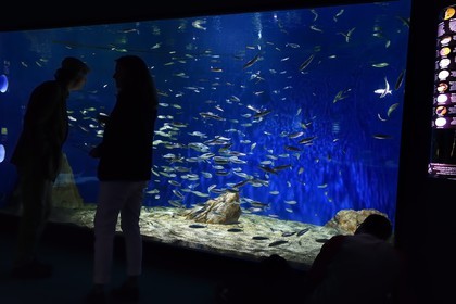 France, Charente-Maritime (17), La Rochelle, Aquarium La Rochelle, Mention obligatoire, zone Atlantique, l'aquarium des sardines