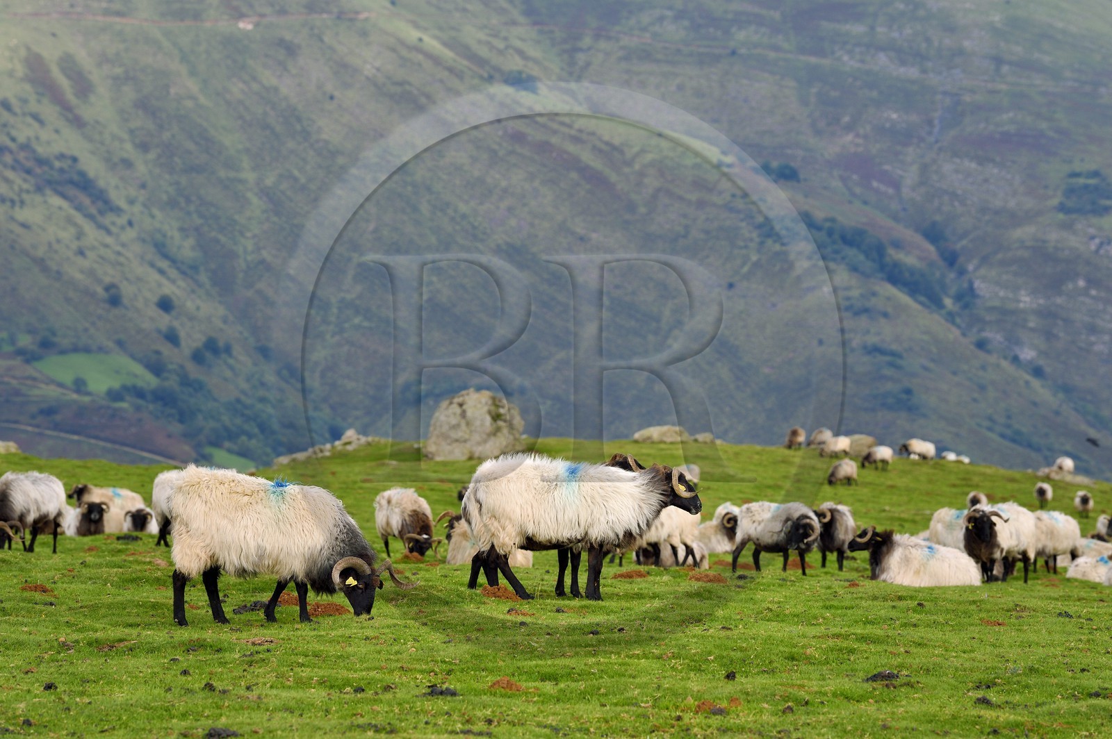 France, Pyrénées-Atlantiques (64), Pays-Basque, chemin de Saint-Jacques de Compostelle sur le GR 65 entre Saint-Jean-Pied-de-Port et Roncevaux, troupeau de brebis manech tête noire sur la montagne Urculu