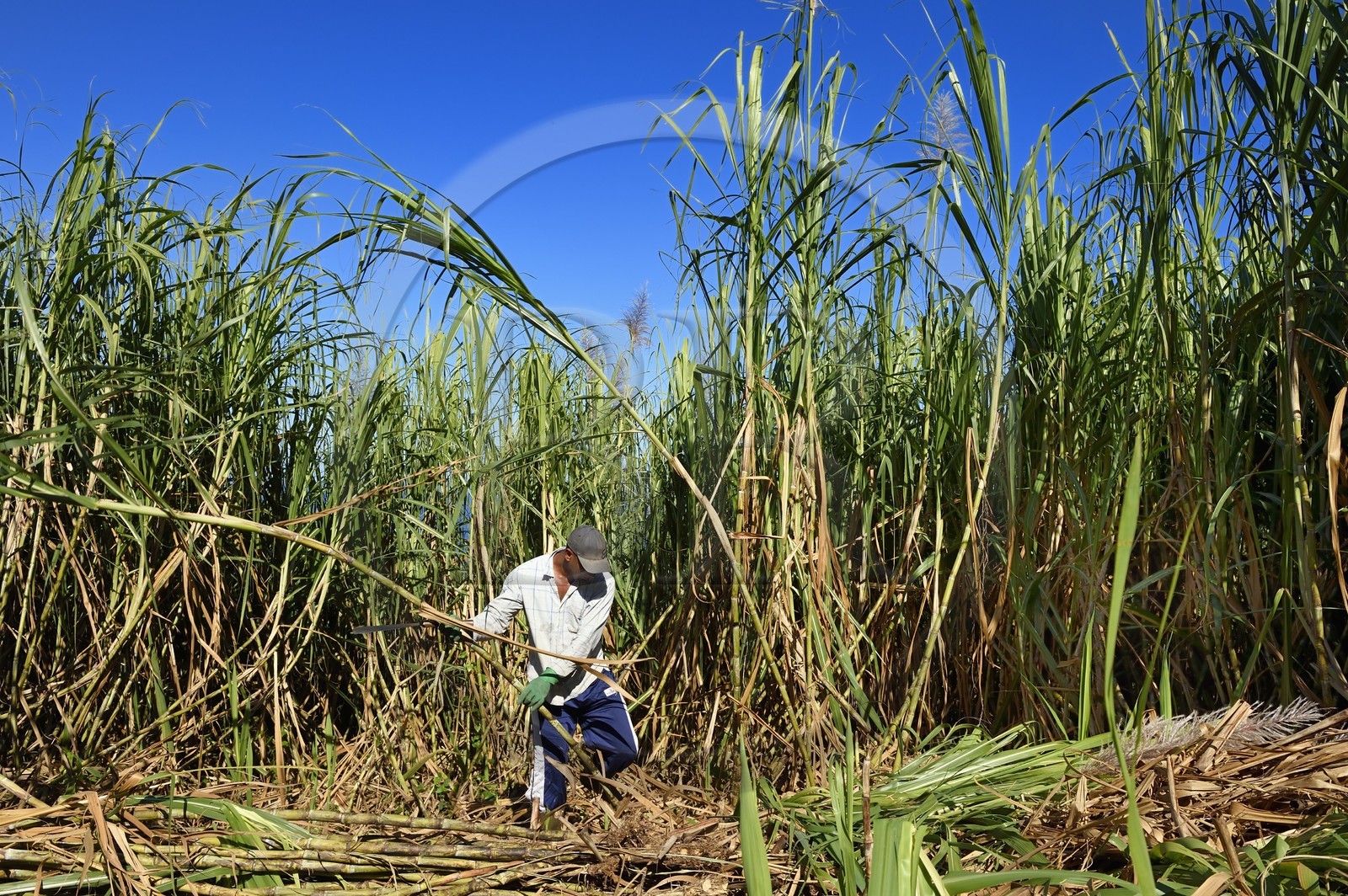 France, Ile de la Reunion, Petite-Ile,