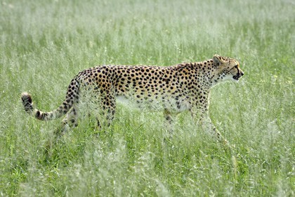 Namibie, Otjiwarongo, Cheetah Conservation Fund, centre de recherche et d'éducation, guépard (Acinonyx jubatus)