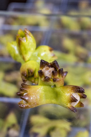 France, Yonne (89), Auxerre,  chocolaterie Olivier Vidal, Meilleur Ouvrier de France, les Noisettes d'Automne (pate d'amande et noisettes)
