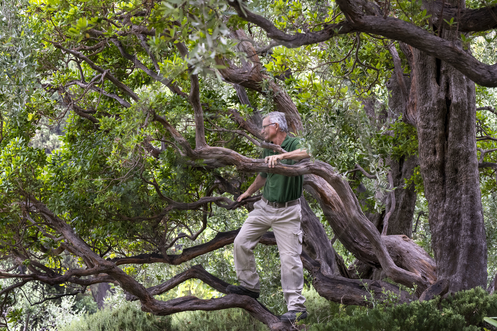 France, Alpes-Maritimes (06), Saint Jean Cap Ferrat, Villa et Jardins Ephrussi de Rothschild,  le jardinier en chef André Castellan grimpe dans un Arbousier commun (Arbutus unedo)