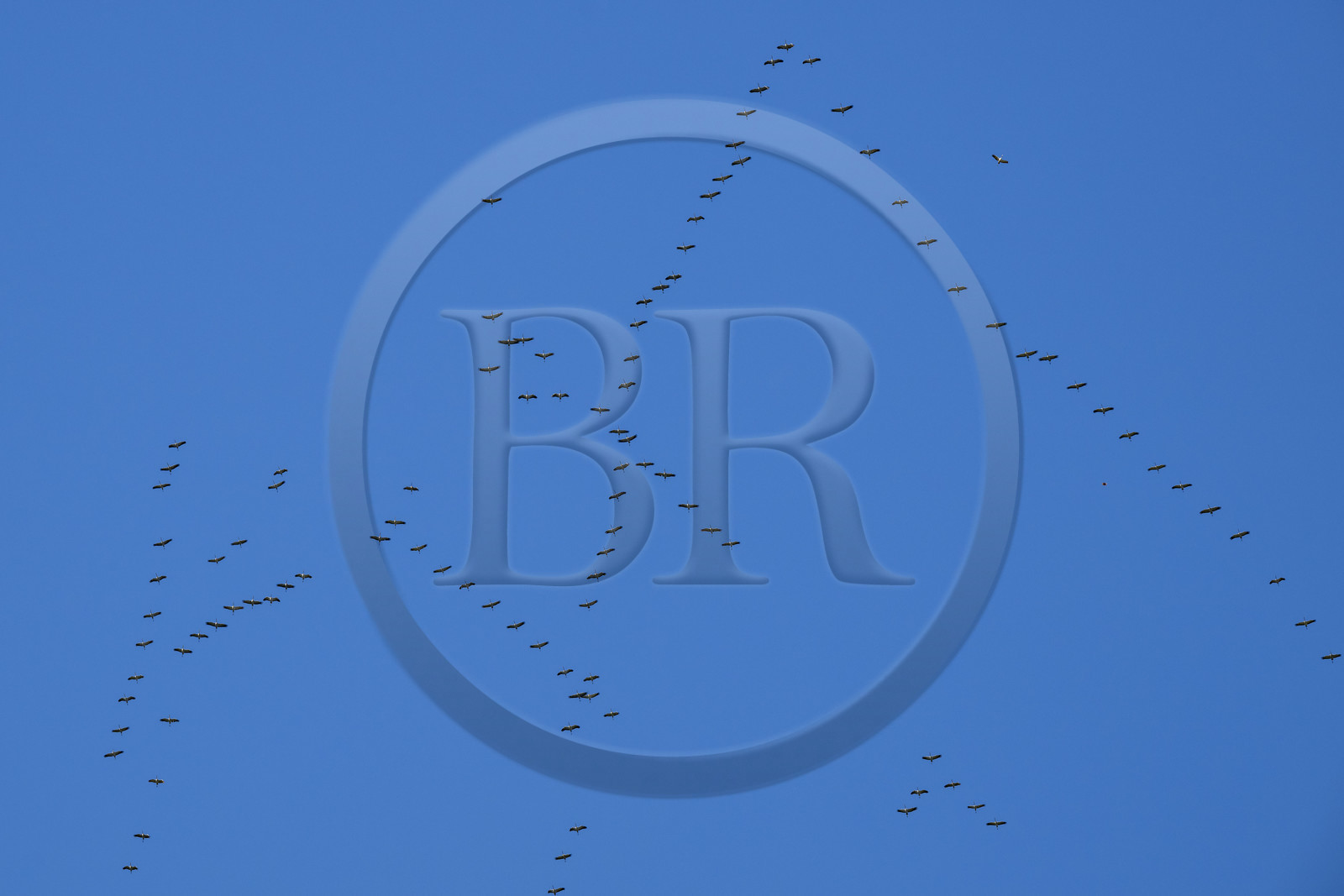 France, Pyrénées-Atlantiques (64), Pays-Basque, vallée des Aldudes, vol en formation de cigognes blanches (Ciconia ciconia) en migration vers le sud