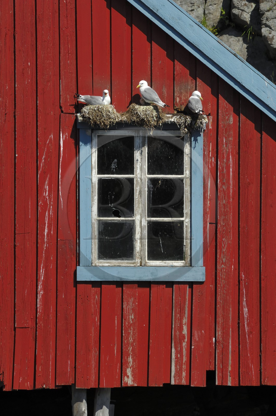 Norvège, Nordland, Iles Lofoten, Ile de Moskenes, maisons de pêcheurs (Rorbuer) au village de A (Å) et nids mouettes