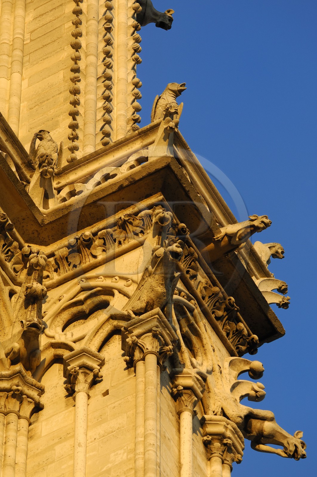 France, Paris (75), Ile de la Cité, cathédrale Notre-Dame de Paris, gargouilles de la tour sud