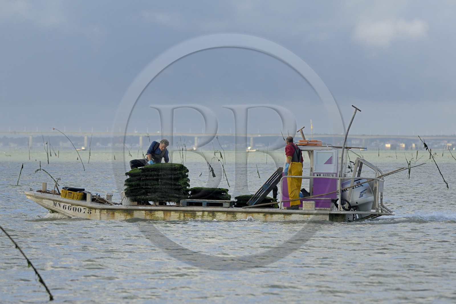 France, Charente-Maritime (17), le bassin Marrennes-Oléron au large de l'Ile d'Oléron, chaland dans les parcs à huîtres