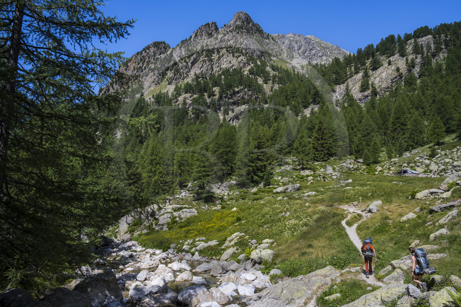 France, Alpes-Maritimes (06), parc national du Mercantour, Haute-Vésubie, Saint-Martin-Vésubie, Val du Haut Boréon, randonneurs en marche pour le refuge de Cougourde, le Mont Pelago en arrière-plan