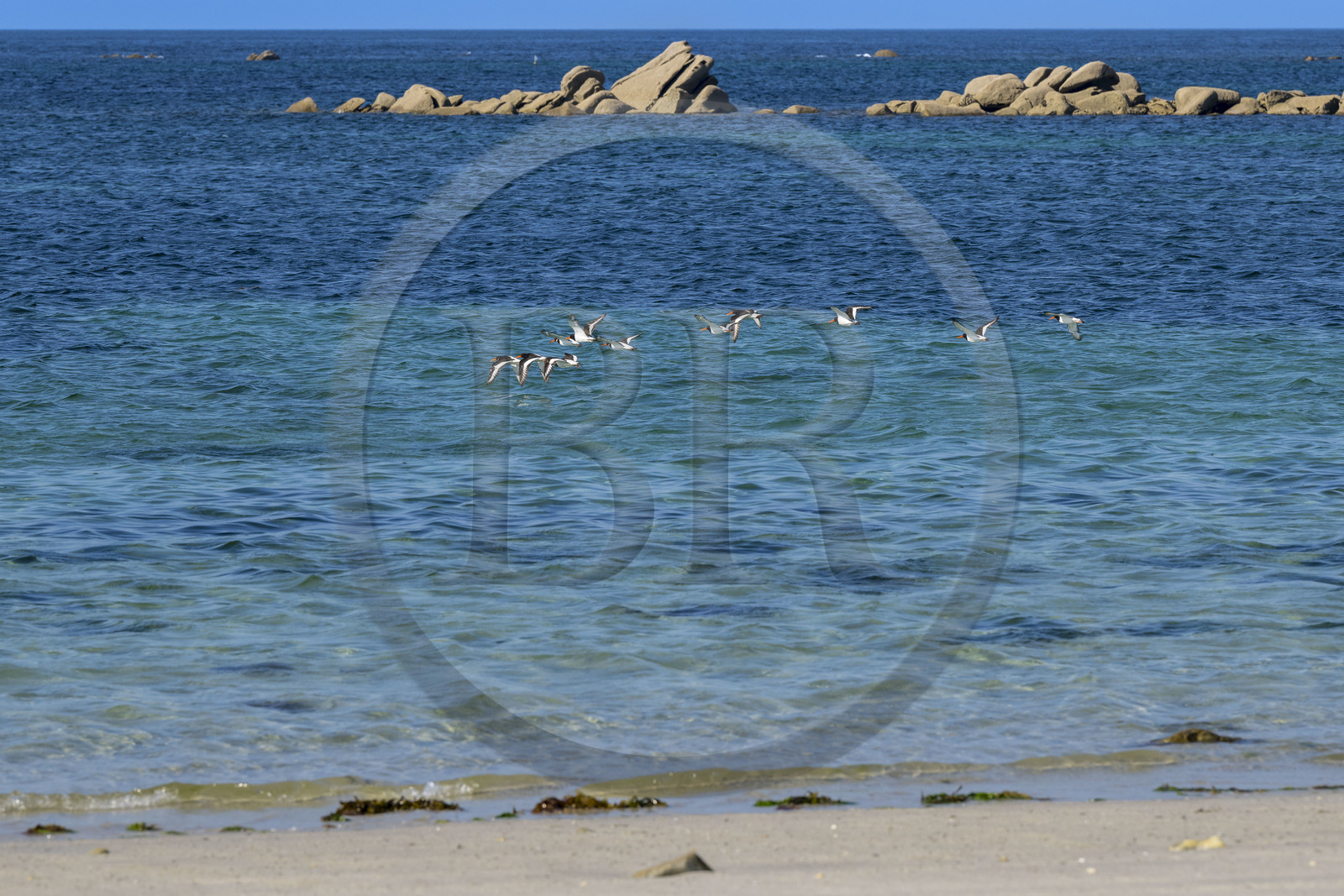 France, Finistère (29), Iles du Ponant, Ile de Batz, plage de la Grève Blanche, vol de Huitriers pies (Haematopus ostralegus)