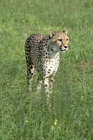 Namibia, Otjiwarongo, Cheetah Conservation Fund, research and education centre, cheetah (Acinonyx jubatus) in tall grass