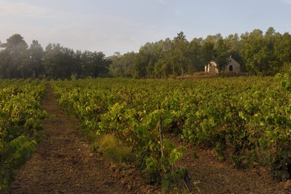 France, Var (83), Provence Verte, Bras, vers Saint-Maximin-la-Sainte-Baume, la maison d'hotes Le Peyrourier - une campagne en Provence