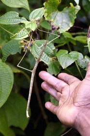 Caribbean, Dominica Island, Morne Diablotin National Park on the Waitukubuli hiking trail that crosses the island, Phasmatodea (also known as Phasmida or Phasmatoptera)